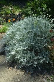 Eriophyllum Nevinii Catalina Silverlace Looks Stunning Against Something Dark Green Plants Native Plants Night Garden