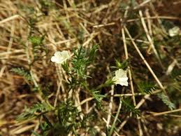Image result for Xenostegia pinnata