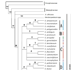 Image result for Nectaropetalum