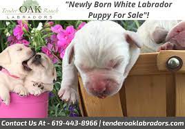 Newly Born White Labrador Puppy For Sale Labrador Puppy Labrador Puppies For Sale Puppies For Sale