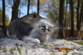 If your cat's breath smells bad, you might have more of a problem on your hands than putting up with a foul smell. My Cat Smells Like Death Bad Breath And Other Causes