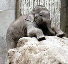At birth, a calf's trunk has little muscle tone and no coordination. Bigness And Weight Of The Elephants Upali Ch