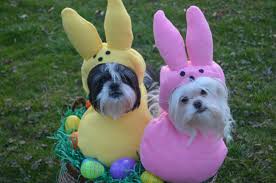 Custom Made Easter Candy Dog Costume For Your Small Pet Dog Etsy In 2020 Easter Dog Easter Pets Easter Dog Photos