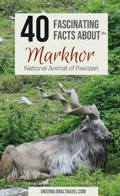 40 Fun Facts About The Markhor Pakistan S National Animal National Animal Markhor Wildlife Travel