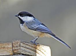 Birds Of A Feather Song Download Pin By Mellanie Collins On Inspiration For My Art Blue Bird Bird Photo Pictures To Paint