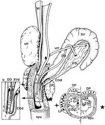 Maybe you would like to learn more about one of these? Schematic Drawing Of The Urogenital Gland And Duct System In The Male Download Scientific Diagram