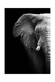Black And White Elephant Pictures Artistic Black And White Elephant Art Print Donvanstaden Art Com In 2020 Elephant Print Art Elephant Canvas Elephant Pictures