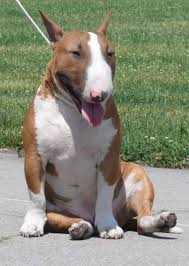 The Heat Just Got Scorchin Ladies Winks Pitbull Terrier Puppies Pitbull Terrier Dog Breeds