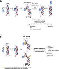 Point mutations will only change the corresponding mrna and amino acid, not the entire sequence, this type of mutation is not always harmful because the mrna may code for the same amino acid regardless of the change. Investigation Dna Proteins And Mutations Answers Frontiers Structural Analysis And Conformational Dynamics Of Stn1 Gene Mutations Involved In Coat Plus Syndrome Molecular Biosciences Jason Colestook