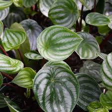 Image result for Peperomia molleri