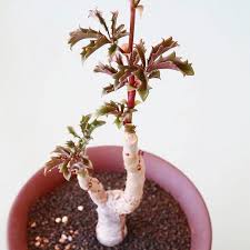 Image result for Cyphostemma setosum