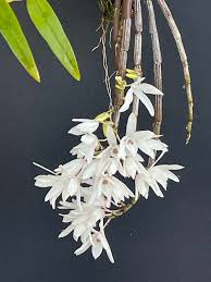 Image result for Polystachya albescens