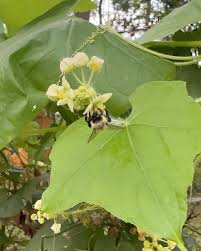 Image result for Sicyos