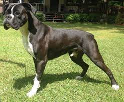 Many of you are fascinated with selecting seal brindle boxers but it is not just boxer dogs that share this pattern, there are many other dogs as well such as pit bull's. My Beautiful Black Boxer Tank Brindle Boxer Boxer Puppies Boxer Dogs