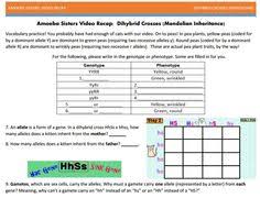 Amoeba sisters video recap pedigrees answer key. Amoeba Sisters Video Recap Pedigrees Answers Pdf This Recap Compares Two Amoeba Sisters Videos