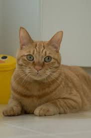 Black And White Orange Cat The Perfect World Welcome O Beautiful O Orange Tabby Cats Orange Cats Tabby Cat