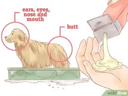 Evdeki Pireler Nasil Oldurulur Wikihow