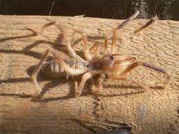 Learn how camel humps work and why they're not filled with water. Are Camel Spiders Bites Poisonous