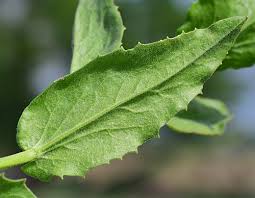 Image result for Cheirostylis lepida