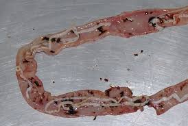 The overall prevalence of intestinal parasites resulted higher in cats (47.37%−60.42%) and dogs (57.41%−43.02%) from micropolitan areas than that from the metropolis of milan (dogs: Cat Tapeworm Troccap