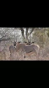 Image result for Crassocephalum vitellinum