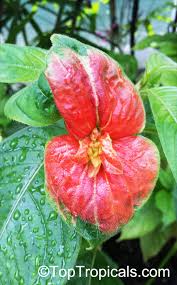 Image result for Psychotria auxopoda