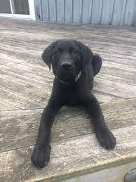 Find great deals on ebay for lab puppies for sale. 12 Week Old Lab Labrador Puppy Black Labrador Retriever Cute Puppies