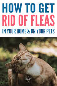 Pin On Animal Info