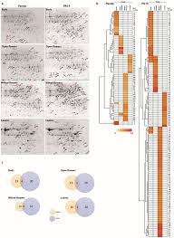 Check spelling or type a new query. Ijms Free Full Text Changes In The Flower And Leaf Proteome Of Common Buckwheat Fagopyrum Esculentum Moench Under High Temperature Html