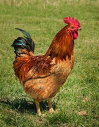 See more ideas about rhode island red, rhode island, chickens backyard. Rhode Island Red Chicken Breed Information And Photos Thriftyfun