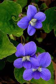 Here is a beautiful iridescent 100% silk taffeta with weaving of two shades blue and fuchsia. Common Blue Violet Violet Flower Pretty Flowers Beautiful Blooms