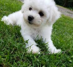 Brenden and his new puppy jive. Shih Tzu Bichon Frise Teddy Bear Dog Cuteanimals