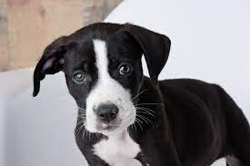 For example, your glossy black lab pitbull mix puppy will likely get some gray around his muzzle and eyes as he gets older. Pitbull Lab Mix What To Know Before Buying A Labrabull All Things Dogs All Things Dogs