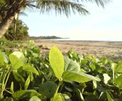 Now you should have two layers—see fig 1. Animated Gifs With Gimp