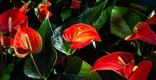 Pflanzen Furs Bad Gesucht Die 12 Besten Badpflanzen Pflanzen Furs Bad Pflanzen Badezimmerpflanzen