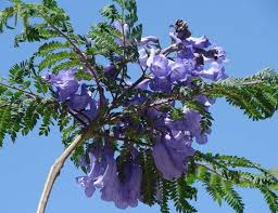 Fiori azzurri fiore blu violetto. L Albero Blu Jacaranda Speradisole S Blog