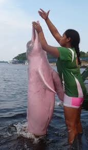 Magic Moment A Pink River Dolphin A Young Woman Who Lives Beside The Rio Negrow In Brazil S Anavilhanas Nat River Dolphin Pink River Dolphin Ocean Animals