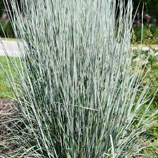 Image result for Schizachyrium brevifolium