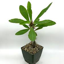 Image result for Euphorbia pfeilii