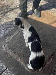 🆘🆘🆘 Update : báo thủ đã được đón về Bé này đi lạc từ khuya hôm qua đến  giờ,kv bờ kè (ib V gửi địa chỉ chính xác). Chủ ghé đón e