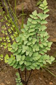 Image result for Pellaea dura