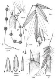 Image result for Cyperus luteus