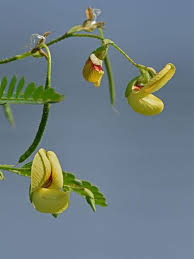 Image result for Aeschynomene cristata