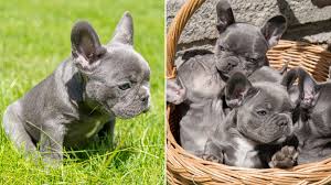 French bulldogs are the uk's most popular dog breed, and they're in huge demand among prospective buyers, despite the often very in this article we will look at the factors to consider when predicting how many pups your french bulldog might have, and how you might be able to find out. Adorable Litter Of Pure Bred French Bulldog Puppies Is Worth 16 000 Metro News