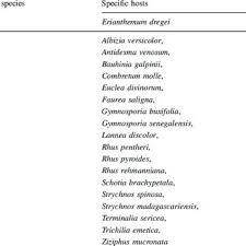 Image result for Erianthemum dregei