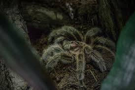 Wie giftig ist die berüchtigte spinne? Spinnen Im Dschungel