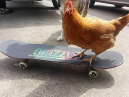 Original artwork created for sanka family farm. He Was A Skater Chicken Aww