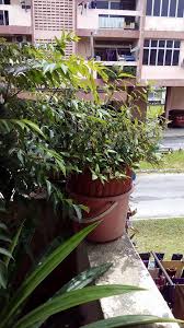 Bagi yang baru nak cuba menanam pokok kesum ini rasanya elok ikut cara yang 1. Cara Mudah Tanam Daun Kesum Dalam Baldi Di Balkoni