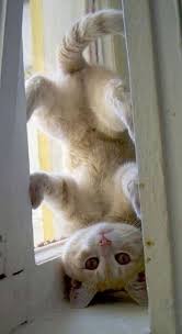 Cats Who Love Being Upside Down! We all ...