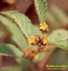 Image result for Waltheria indica